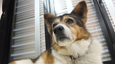 カラカラ先生のダイビングスクール　宮古島　番犬ギュー